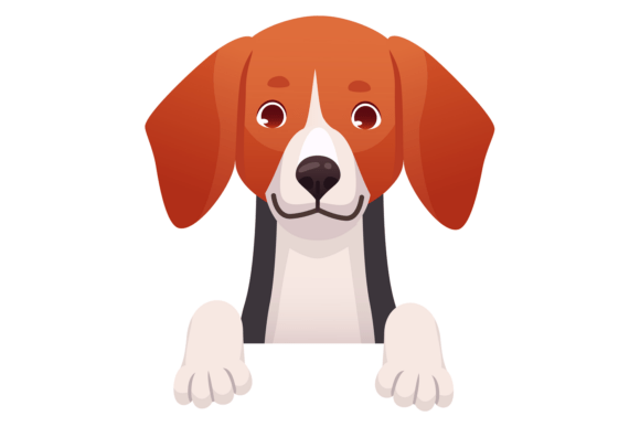 Beagle Looking Front View