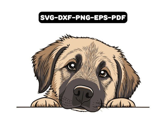 Peeking Anatolian Shepherd Dog Vector Review